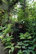 Pot plants in the shadow garden place