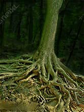 Wizard tree with roots