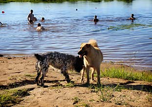 Dogs get to know each other. Klyazma River. Vladimir region. Russia.