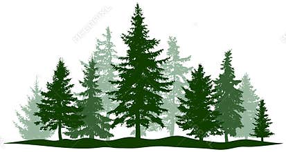 Green forest evergreen pine, tree isolated. Park Christmas tree. Individual, separate objects.