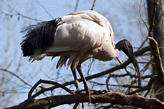 Ugly bird with a very long beak - Australian Ibis