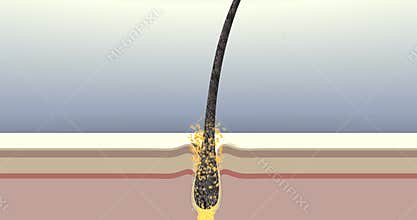 Hair care 3D animation. Total repair of dry damaged hair from root to tip. Treatment process