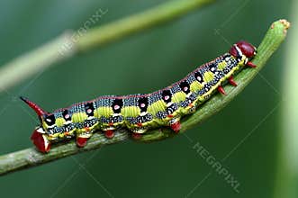 Macro caterpillar