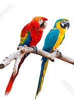 TWO ISOLATED PARROT