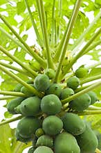 Raw Organic Papaya
