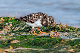 Ruddy Turnstone - Arenaria interpres feeding on a mollusc.