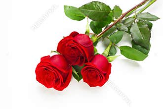 Three Vibrant Red Roses with Fresh Green Leaves Isolated on White Background.