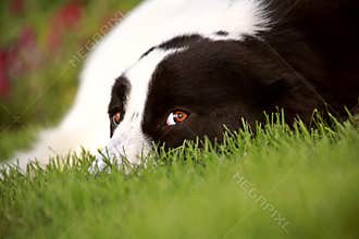 Dog on lawn