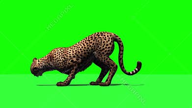 Cheetah jumps into the picture - attacks and eats