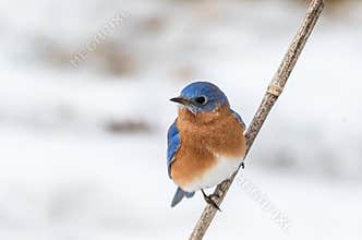 Eastern Bluebird male perched in February with snow on the ground