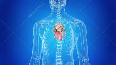the human heart