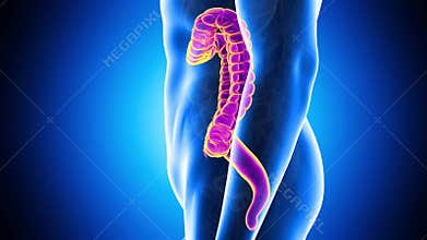 The human colon