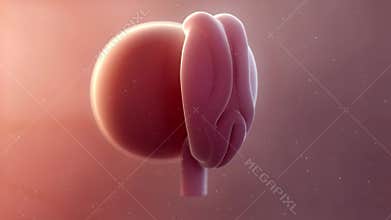 a fetus week 4