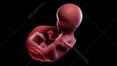 A human fetus week 14