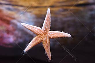 A Sea Star
