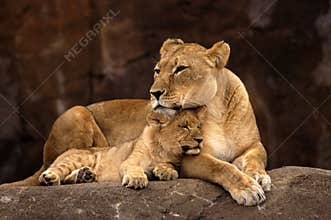 Lioness and Cub