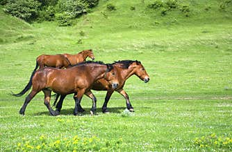 Group of horses on a green field