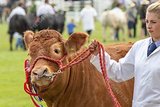 Cow judging at the Great Yorkshire Show