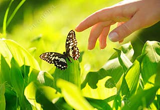 Eautiful butterfly