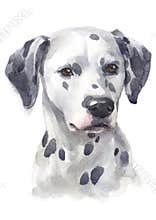 Water colour painting of Dalmatian 066
