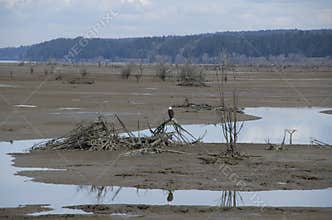 Bald eagle Billy Frank Jr. Nisqually National Wildlife Refugen