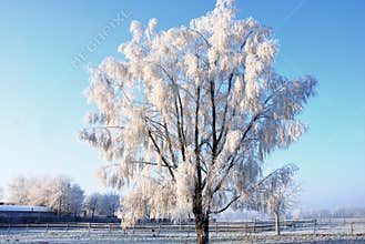 Tree covered with hoarfrost