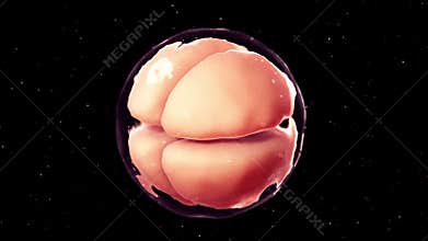 4 cell stage embryo