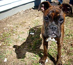Boxer puppy