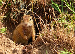 Ground squirrel