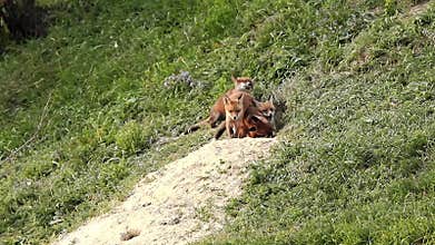 European wild fox cubs playing near the den