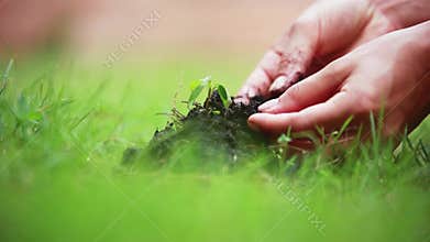 Farmer hands holding and putting back organic soil on the land, planting, seedling over blurred green background