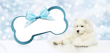 Pet dog with blank gift card bone shape isolated on christmas bl
