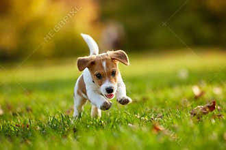 Dog breed jack russell terrier playing in autumn park