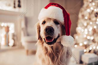 Dog on New Year`s Eve
