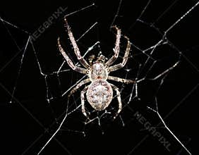 Cross spider in its web