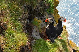Atlantic Puffins