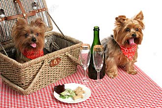Puppies on Picnic