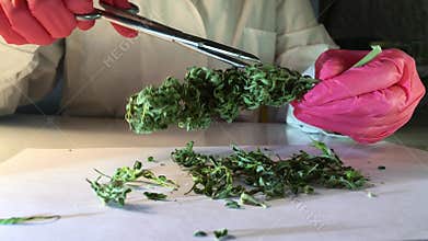 Laboratory hands in gloves with scissors cut cannabis for analysis