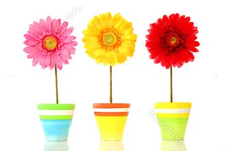 Colorful spring flowers