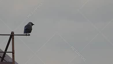 Jackdaw sitting on a pole on a roof.
