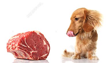 Well trained dog
