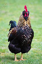 Barnevelder Chicken