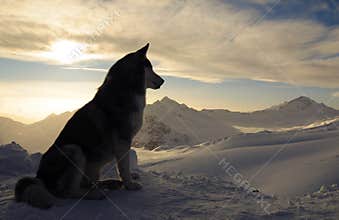 Husky dog