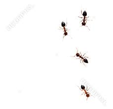 Ants on a white background. macro