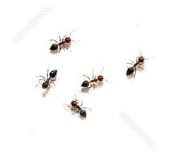 Ants on a white background. macro