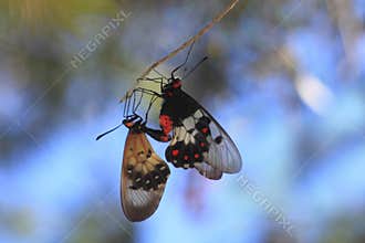 A copula of two beautiful transparent butterflies