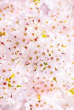Cherry blossom tree detail, pink bloom background