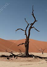 Wallpaper. Dry tree in the Namib desert. Sossusvlei