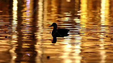 Mallard duck floating on colorful water surface