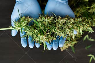 A large bud of fresh cannabis harvest in the hands of a Doctor medical worker concepts of cultivating grow medical